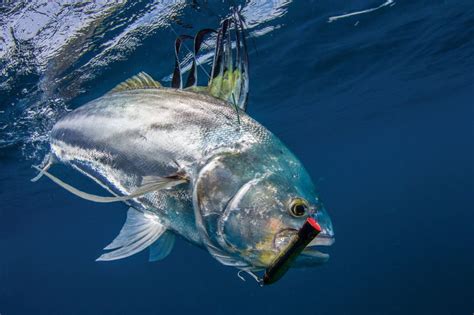 rooster fish|Where and How to Catch Trophy Roosterfish .